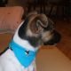 Kutya Parson Jack Russel
