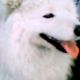 Kutya Samoyede