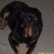Kutya Rottweiler
