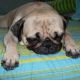 Kutya Mops