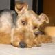Kutya Welsh terrier