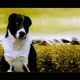 Kutya Közép-ázsiai juhász