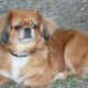 Kutya Papillon