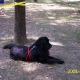 Kutya Újfoundlandi