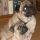 Charlie és Edi, Mops
