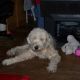 Kutya Bobtail