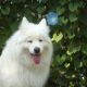 Kutya Samoyede