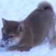 Kutya Shiba inu