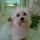 zsebike, Bichon havanese