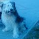 Kutya Bobtail