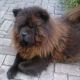 Kutya Chow-chow