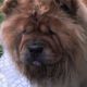 Kutya Chow-chow
