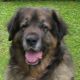 Kutya Leonberger