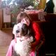 Kutya Bobtail