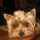 Don Pedro, Yorkshire terrier