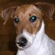 Kutya Terrier