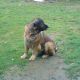Kutya Leonberger