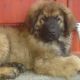 Kutya Leonberger
