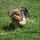 Lufika, Yorkshire terrier