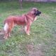 Kutya Leonberger