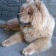 Kutya Chow-chow