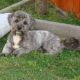 Kutya Bichon frise