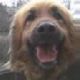 Kutya Leonberger
