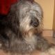 Kutya Tibeti terrier