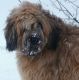 Kutya Briard