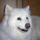 Kutya Samoyede