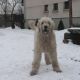Kutya Komondor