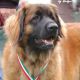 Kutya Leonberger