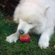 Kutya Samoyede