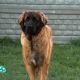 Kutya Leonberger
