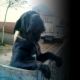 Kutya Mastino Napoletano