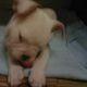 Kutya Bulldog