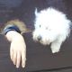 Kutya Coton de tulear