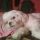 Léna, Shih-tzu