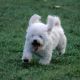 Kutya Bichon frise