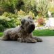 Kutya Terrier