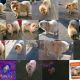 Kutya Chow-chow