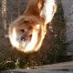Kutya Chow-chow