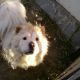 Kutya Chow-chow