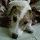 Sophie, Jack Russel terrier
