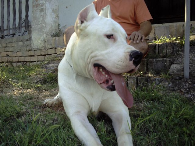 Argentin dog
