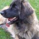 Kutya Leonberger
