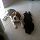 Lucky, Beagle