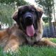 Kutya Leonberger