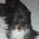 Kutya Bearded collie