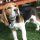 Fidó, Beagle